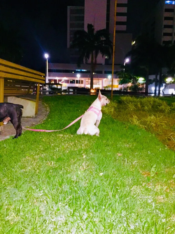Cachorro raça Buldogues frances  idade 3 anos nome Thor e lunna