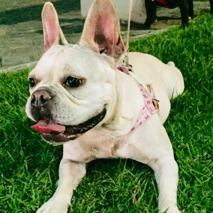 Cachorro raça Buldogues frances  idade 3 anos nome Thor e lunna