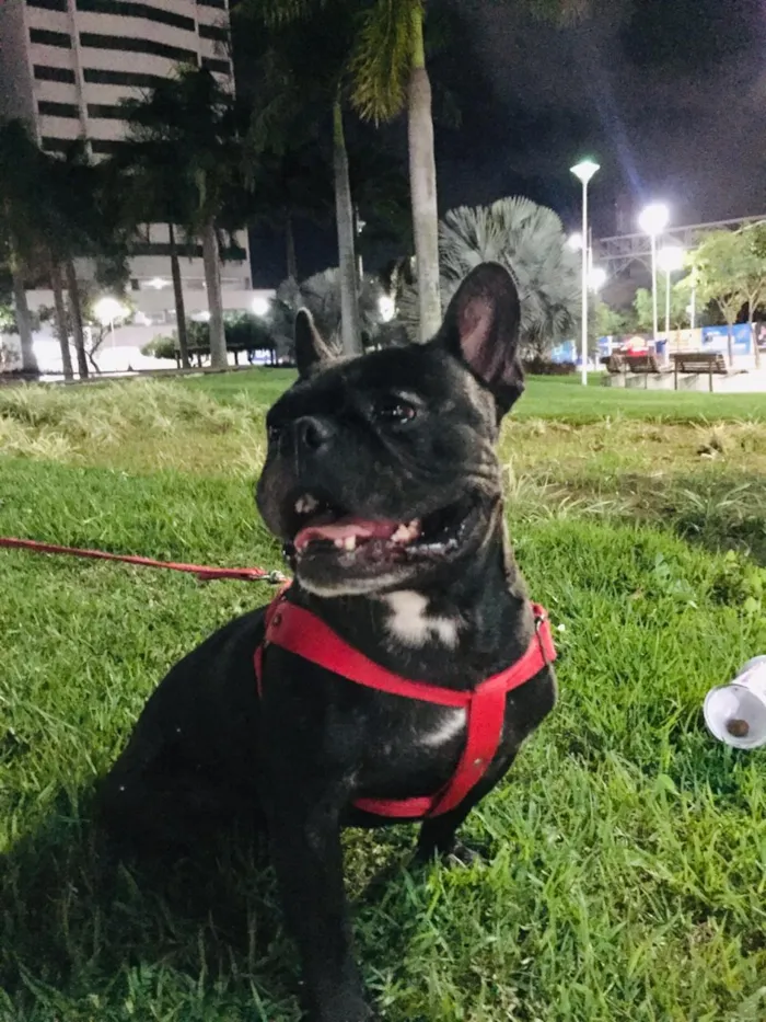 Cachorro raça Buldogues frances  idade 3 anos nome Thor e lunna