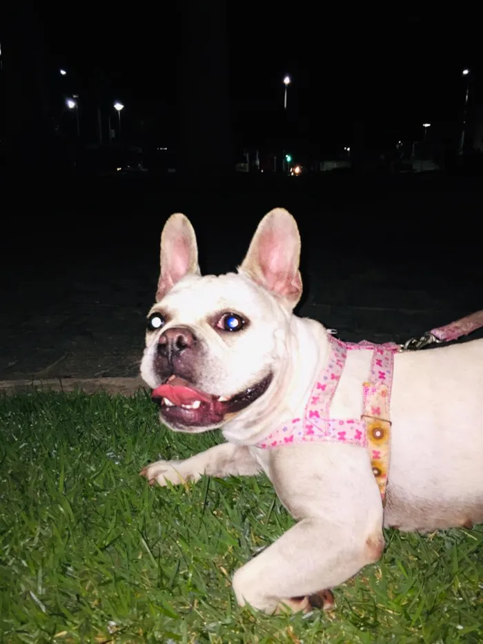 Cachorro raça Buldogues frances  idade 3 anos nome Thor e lunna