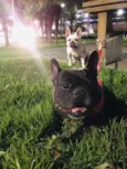 Thor e lunna