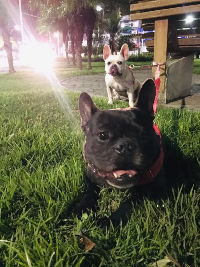 Cachorro raça Buldogues frances  idade 3 anos nome Thor e lunna