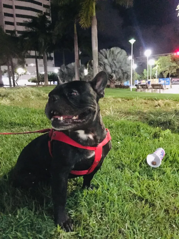 Cachorro raça Buldogues frances  idade 3 anos nome Thor e lunna