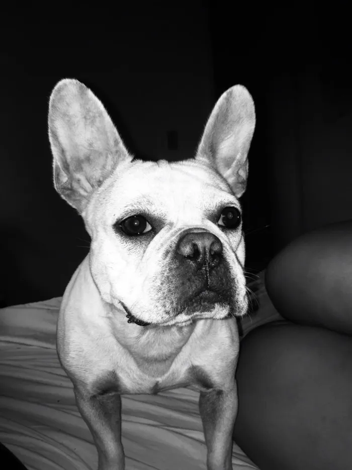 Cachorro raça Buldogues frances  idade 3 anos nome Thor e lunna