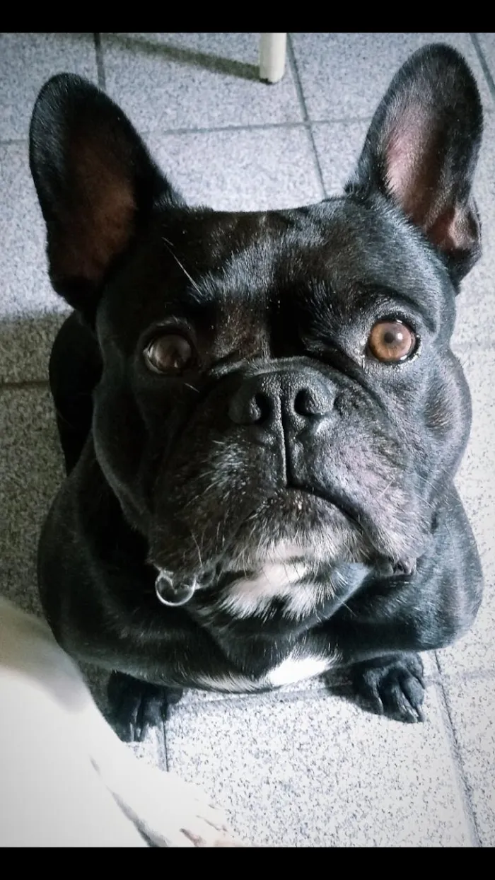 Cachorro raça Buldogues frances  idade 3 anos nome Thor e lunna