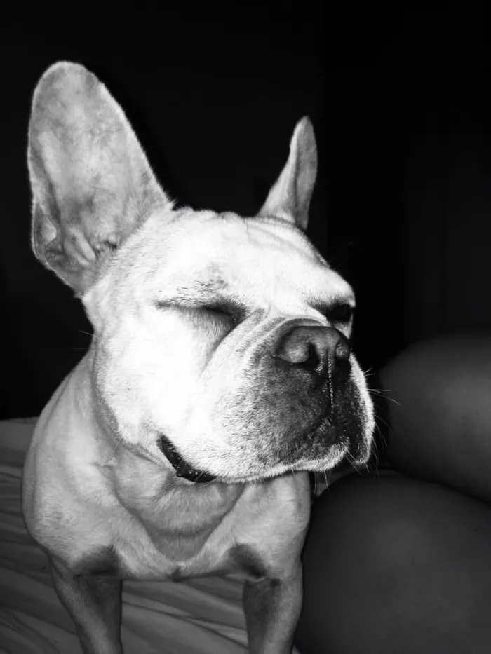 Cachorro raça Buldogues frances  idade 3 anos nome Thor e lunna