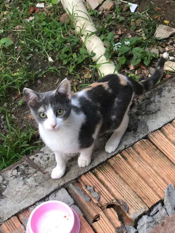 Gato ra a SRD idade 7 a 11 meses nome Marrie
