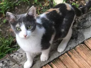 Gato raça SRD idade 7 a 11 meses nome Marrie