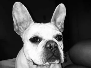 Cachorro raça Buldogues frances  idade 3 anos nome Thor e lunna