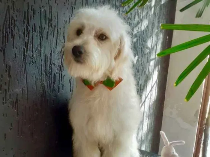 Cachorro ra a SRD idade 1 ano nome Lino