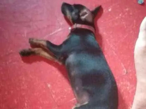 Cachorro ra a Pincher  idade 2 a 6 meses nome Toy