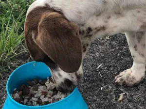 Cachorro raça SRD idade 2 anos nome Sem nome