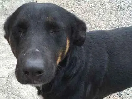 Cachorro ra a SRD idade 3 anos nome Susi