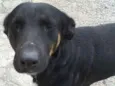 Susi