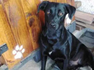 Cachorro raça SRD idade 3 anos nome Lana