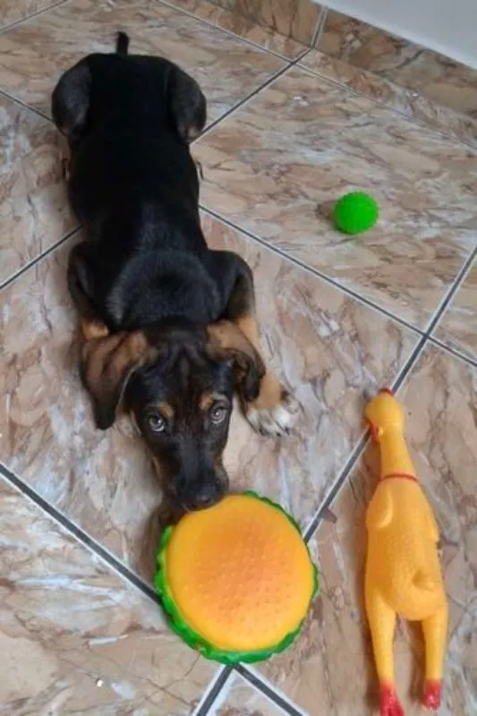 Cachorro ra a  idade 2 a 6 meses nome Théo Bebezinho