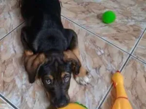 Cachorro raça  idade 2 a 6 meses nome Théo Bebezinho