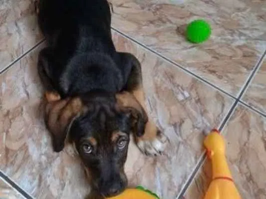 Cachorro ra a  idade 2 a 6 meses nome Théo Bebezinho
