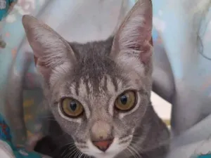 Gato raça SRD idade 2 a 6 meses nome GRAFITE