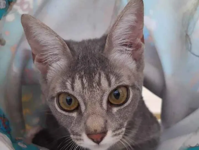 Gato ra a SRD idade 2 a 6 meses nome GRAFITE