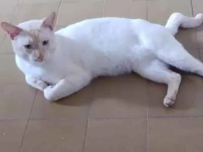 Gato ra a SRD idade 3 anos nome Batata