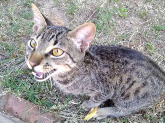 Gato ra a SRD idade 2 a 6 meses nome Thor