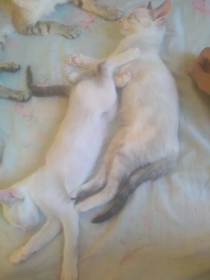 Gato ra a Indefinido idade 2 a 6 meses nome SEM NOMES