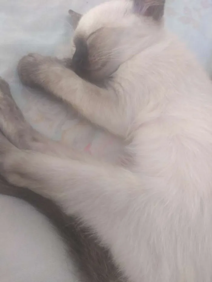 Gato ra a Indefinido idade 2 a 6 meses nome SEM NOMES