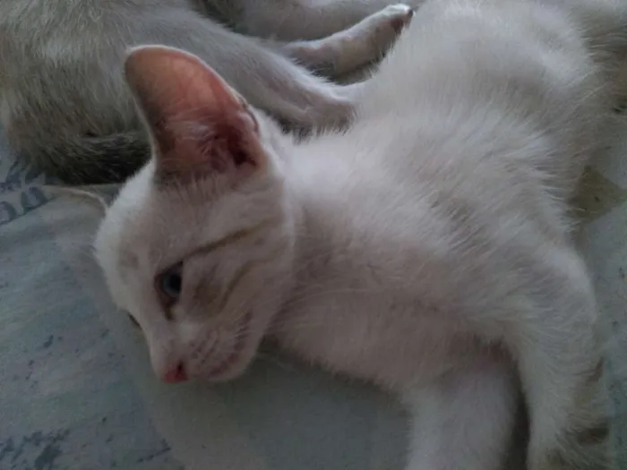 Gato ra a Indefinido idade 2 a 6 meses nome SEM NOMES