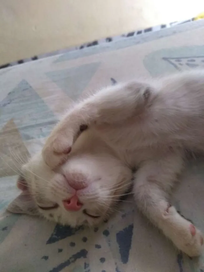 Gato ra a Indefinido idade 2 a 6 meses nome SEM NOMES