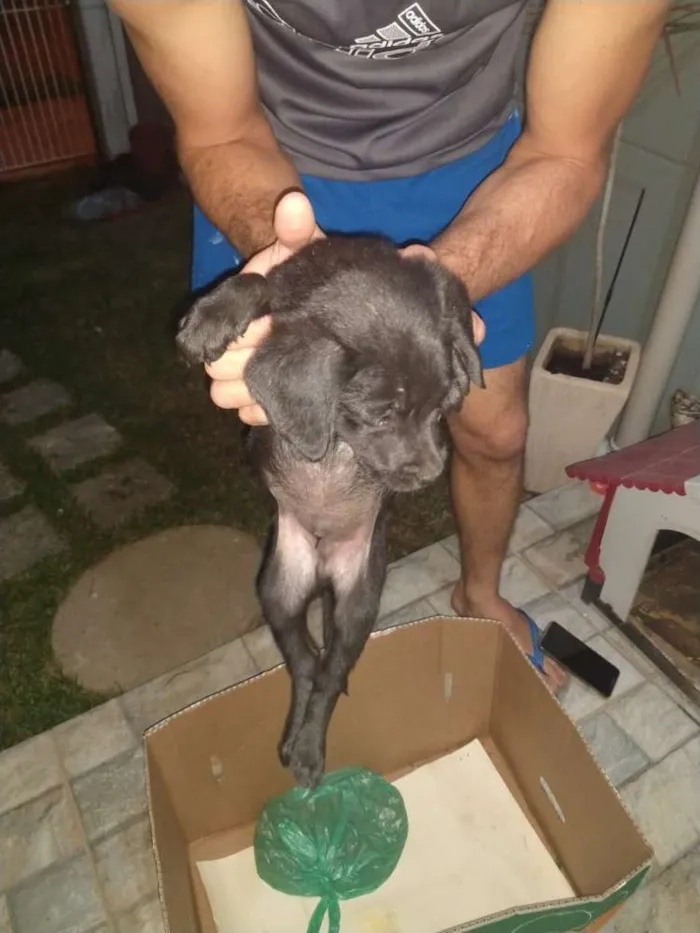 Cachorro ra a Indefinida idade 2 a 6 meses nome Não tem nome 