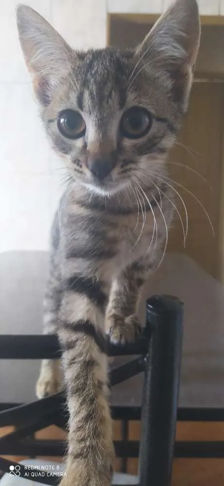 Gato ra a Sem raça  idade 2 a 6 meses nome Sem nome