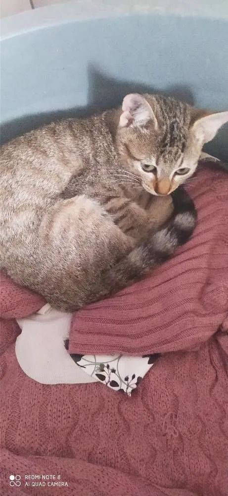 Gato ra a Sem raça  idade 2 a 6 meses nome Sem nome