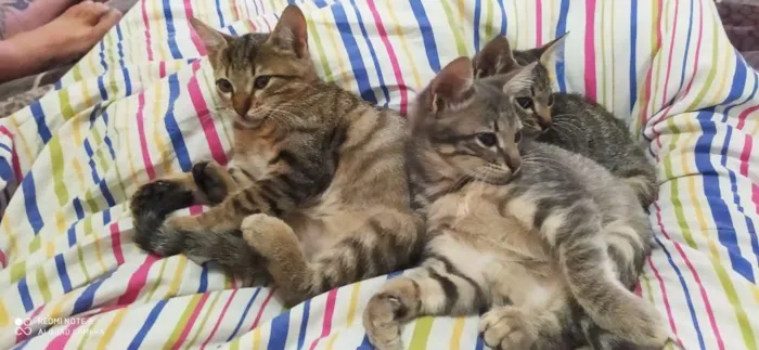 Gato ra a Sem raça  idade 2 a 6 meses nome Sem nome