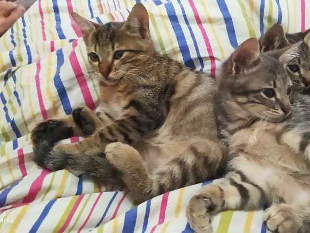 Gato ra a Sem raça  idade 2 a 6 meses nome Sem nome