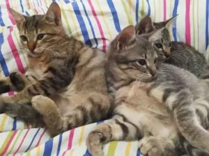 Gato raça Sem raça  idade 2 a 6 meses nome Sem nome