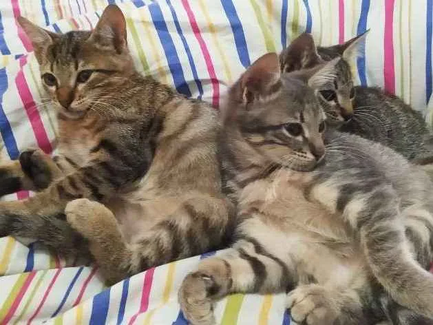 Gato ra a Sem raça  idade 2 a 6 meses nome Sem nome