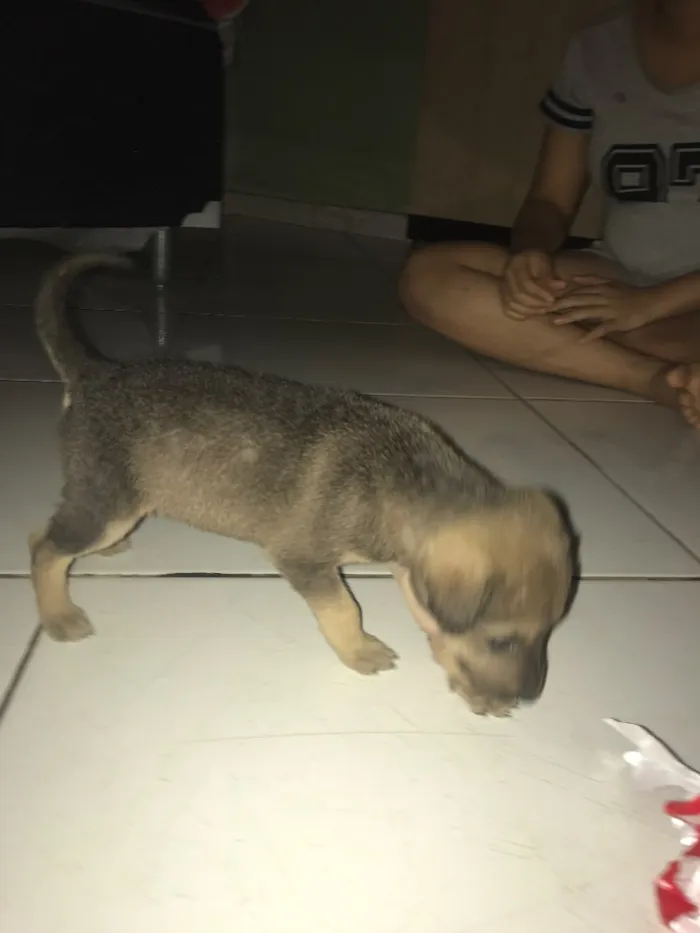 Cachorro raça Mestiça  idade Abaixo de 2 meses nome Sem nome 