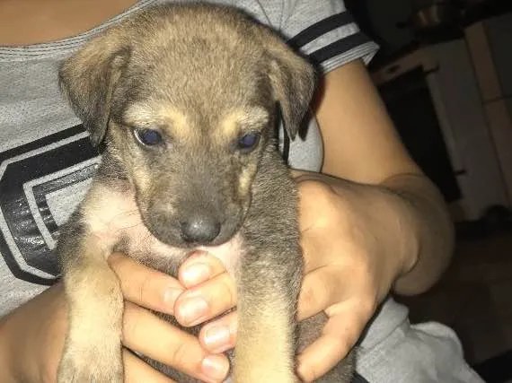 Cachorro raça Mestiça  idade Abaixo de 2 meses nome Sem nome 