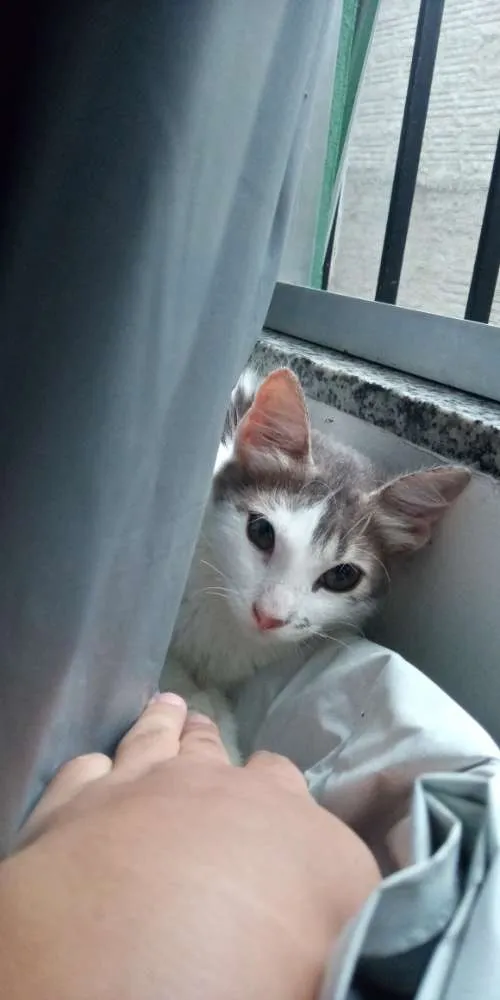 Gato ra a Vira lata  idade Abaixo de 2 meses nome Chanel 