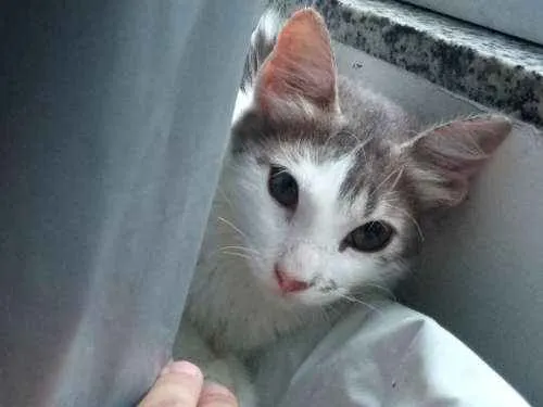 Gato ra a Vira lata  idade Abaixo de 2 meses nome Chanel 