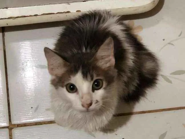 Gato ra a Vira lata  idade Abaixo de 2 meses nome Chanel 