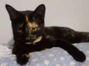 Gato raça SDR idade 2 a 6 meses nome Shitara