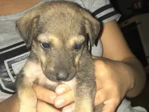Cachorro raça Mestiça  idade Abaixo de 2 meses nome Sem nome 