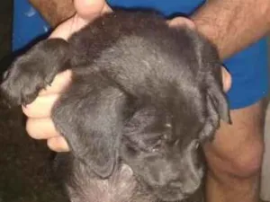 Cachorro raça Indefinida idade 2 a 6 meses nome Não tem nome 