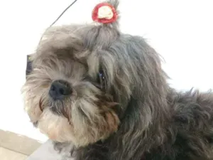 Cachorro raça  idade 3 anos nome Tita 