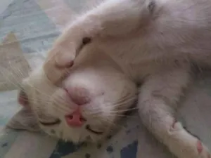 Gato raça Indefinido idade 2 a 6 meses nome SEM NOMES
