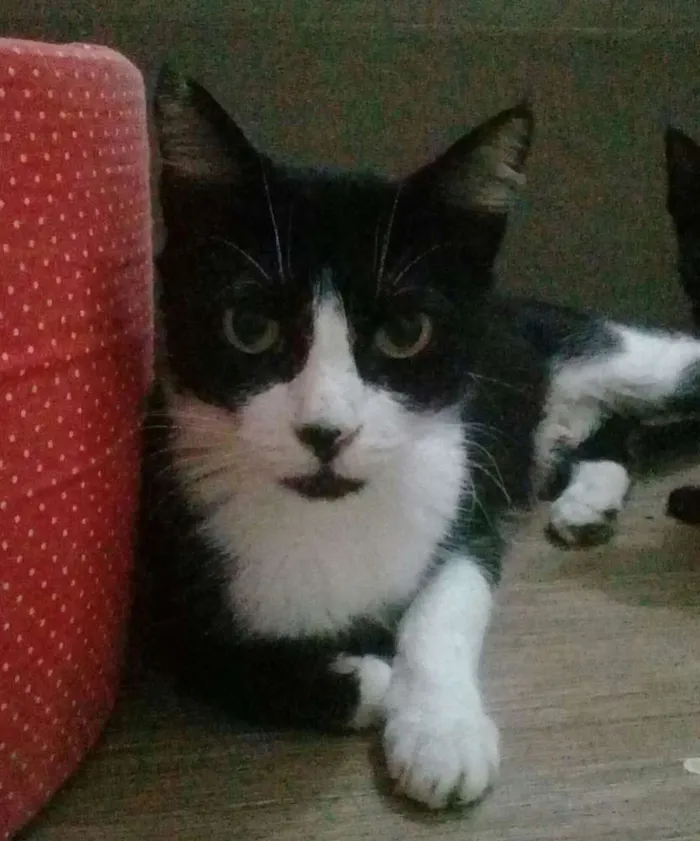 Gato ra a SRD idade 3 anos nome Fúria 