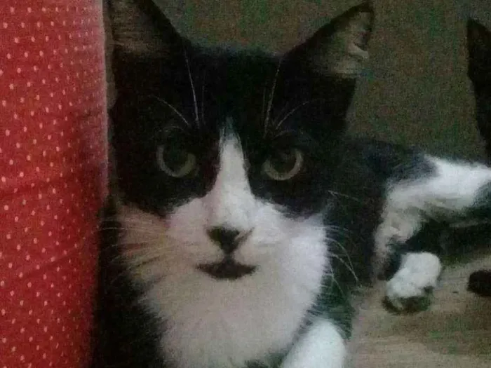 Gato ra a SRD idade 3 anos nome Fúria 
