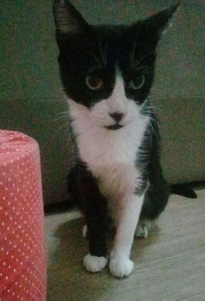 Gato ra a SRD idade 3 anos nome Fúria 
